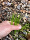 A photograph of the species Trichophorum planifolium, not of this specimen