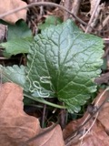 A photograph of the species Packera aurea, not of this specimen