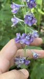 A photograph of the species Delphinium exaltatum, not of this specimen