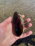 A photograph of the species Eurynia dilatata, not of this specimen