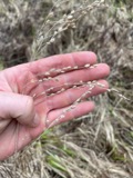 A photograph of the species Glyceria canadensis, not of this specimen