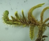 A photograph of the species Rhytidium rugosum, not of this specimen