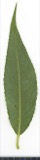 A photograph of the species Salix alba, not of this specimen