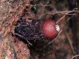 A photograph of the species Calostoma fuscum, not of this specimen