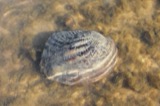 A photograph of the species Megalonaias nervosa, not of this specimen