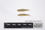 A photograph of the species Notropis umbratilis, not of this specimen