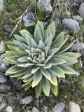 A photograph of the species Verbascum thapsus, not of this specimen