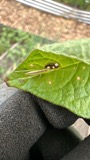 A photograph of the species Oecanthus latipennis, not of this specimen