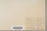 A photograph of the species Leptodon trichomitrius, not of this specimen