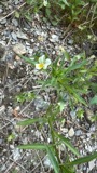 A photograph of the species Viola arvensis, not of this specimen
