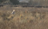 A photograph of the species Tyto alba, not of this specimen