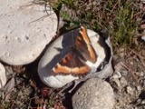 A photograph of the species Aglais milberti, not of this specimen
