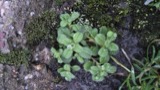 A photograph of the species Cerastium glomeratum, not of this specimen