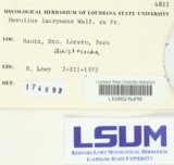 A photograph of the species Merulius lacrymans, not of this specimen
