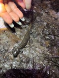 A photograph of the species Ambystoma texanum, not of this specimen