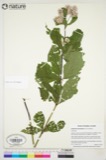 A photograph of the species Eupatorium maculatum, not of this specimen