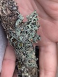 A photograph of the species Anzia colpodes, not of this specimen