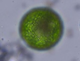 A photograph of the species Eremosphaera viridis, not of this specimen