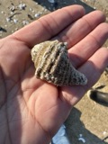 A photograph of the species Neptunea Röding, not of this specimen