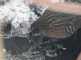 A photograph of the species Rallus limicola, not of this specimen