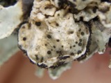 A photograph of the species Abrothallus parmeliarum, not of this specimen