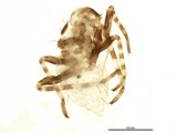 A photograph of the species Phytocoris husseyi, not of this specimen