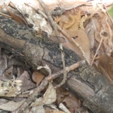 A photograph of the species Argia tibialis, not of this specimen