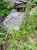 A photograph of the species Carex foenea, not of this specimen