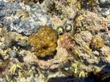 A photograph of the species Leathesia marina, not of this specimen