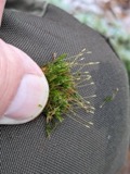 A photograph of the species Tetraphis pellucida, not of this specimen