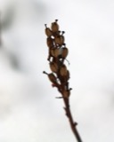 A photograph of the species Monotropa hypopitys, not of this specimen