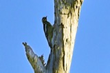 A photograph of the species Sphyrapicus varius, not of this specimen