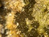 A photograph of the species Chaetomorpha linum, not of this specimen
