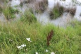A photograph of the species Carex vulpinoidea, not of this specimen
