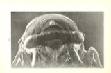 A photograph of the species Cicada sayi, not of this specimen