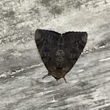A photograph of the species Catocala cara, not of this specimen