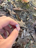 A photograph of the species Houstonia caerulea, not of this specimen