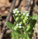 A photograph of the species Myosotis verna, not of this specimen