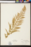 A photograph of the species Dicksonia punctilobula, not of this specimen