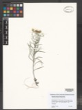 A photograph of the species Chrysopsis falcata, not of this specimen