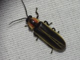 A photograph of the species Photinus pyralis, not of this specimen