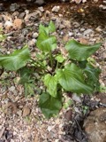 A photograph of the species Plantago cordata, not of this specimen