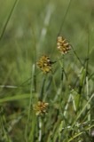 A photograph of the species Carex maritima, not of this specimen