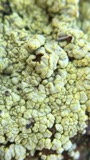 A photograph of the species Acarospora schleicheri, not of this specimen