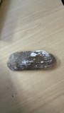A photograph of the species Theliderma cylindrica, not of this specimen
