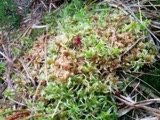 A photograph of the species Sphagnum palustre, not of this specimen