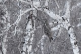 A photograph of the species Strix nebulosa, not of this specimen