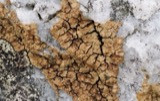 A photograph of the species Ionaspis lacustris, not of this specimen