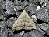 A photograph of the species Macrochilo absorptalis, not of this specimen