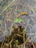 A photograph of the species Potamogeton gramineus, not of this specimen